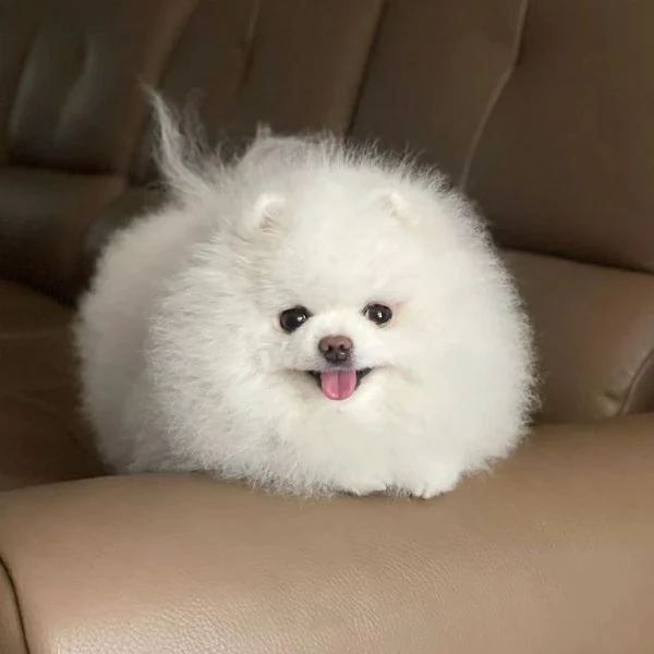 Grande cucciolo di Pomerania numero nascosto60