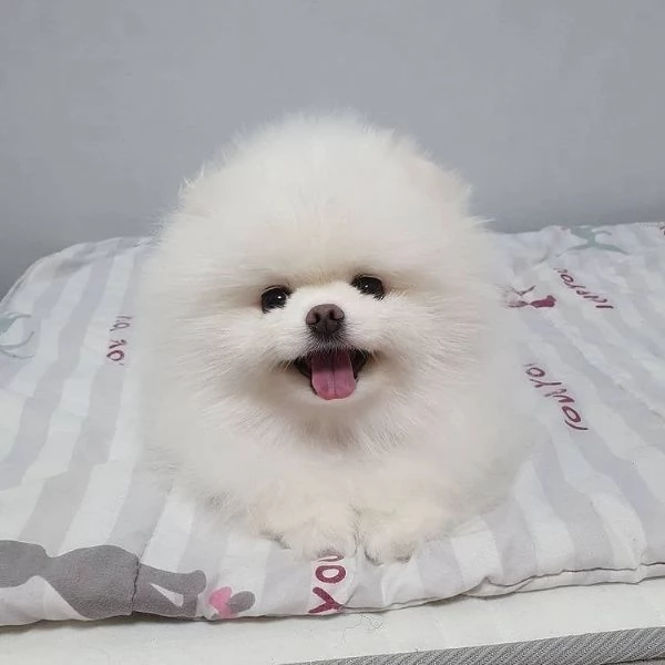 Adorabili cuccioli di Pomerania numero nascosto60