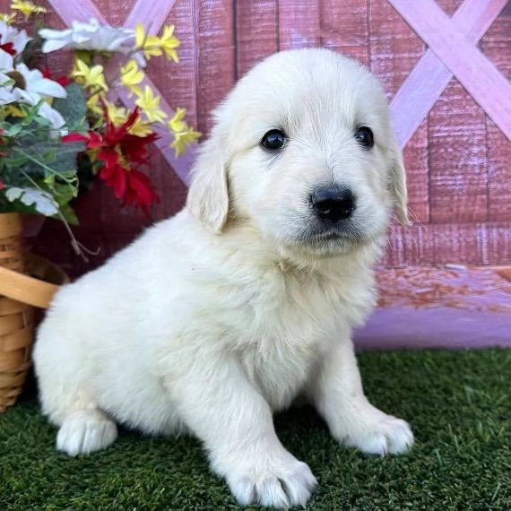 Cucciole di Golden retriever di circa 3 mesi