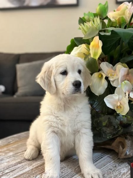 Disponibili cuccioli di Golden Retriever | Foto 0