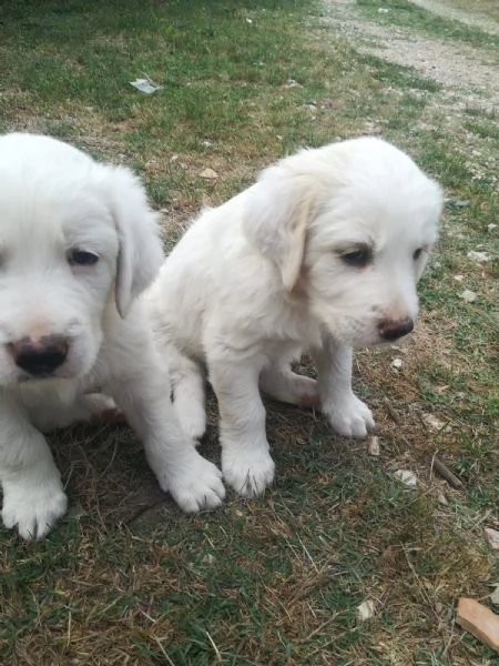 Disponibili cuccioli di Golden retriever