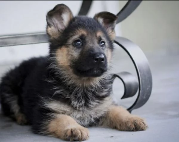 Regalo CUCCIOLI PASTORE TEDESCO CUCCIOLI DI PASTORE TEDESCO SONO 3 FEMMINE E 2 MASCHIO LE FOTO SONO