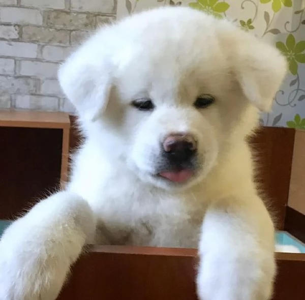 REGALO AKITA INU CUCCIOLI MASCHIO E FEMMINA Disponibili cuccioli  Ottima genealogia Caratteri sple