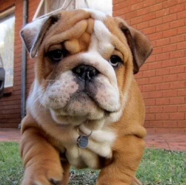 Regalo BULLDOG CUCCIOLI DISPONIBLE bellissimi cuccioli di bulldog  consegnati con vaccini microchi