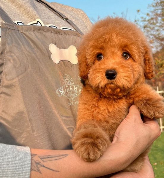 Regalo abbiamo cuccioli di barboncino sono barboncino di dimensioni standard  sono registrati AKC 