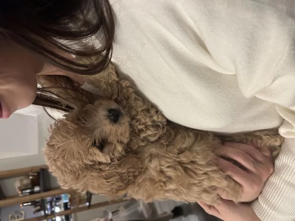 Maltipoo | Foto 4