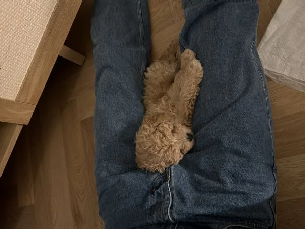 Maltipoo | Foto 3