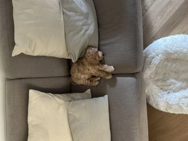Maltipoo | Foto 0