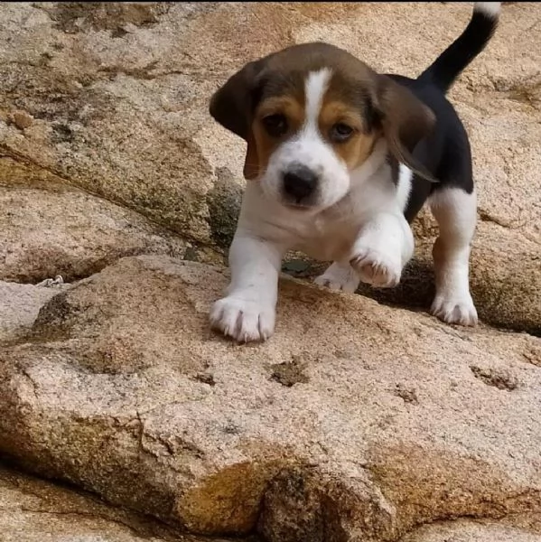 Regalo Beagle MERAVIGLIOSI cuccioli di Beagle ottima genealogia gia vaccinati sverminati e microch