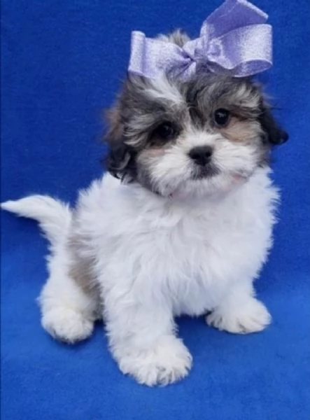 Regalo Bellissimi cuccioli allevati Shihtzu colore bianco e nero Due e una feminuccia Maschietti