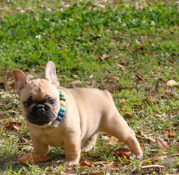 Regalo Cuccioli di Cane a Bulldog Francese Splendidi cuccioli di Bulldog Francese ad appassionati de