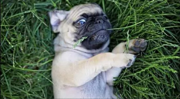 REGALO Cuccioli carlino Ciao siamo un piccolo allevamento amatoriale abbiamo a disposizone degli spl