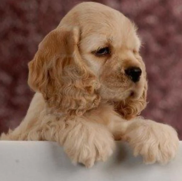 Regalo CUCCIOLI COCKER SPANIEL 1 maschio e 2 femmine I cuccioli verranno con PEDIGREE microchip v