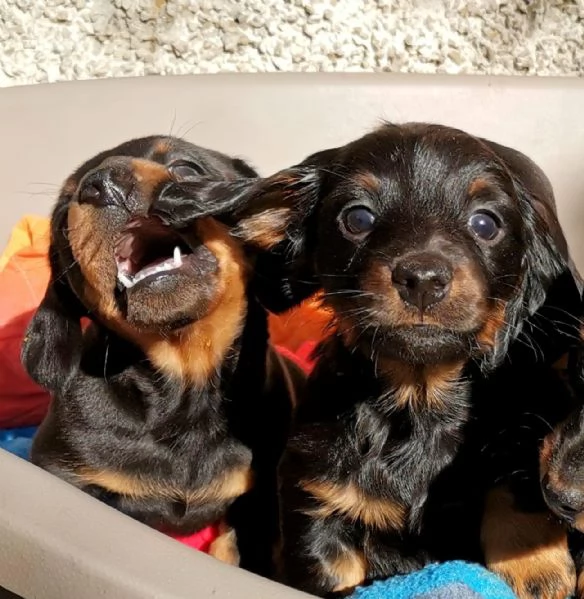 Sette cuccioli di bassotto nano tre femmine quattro maschi