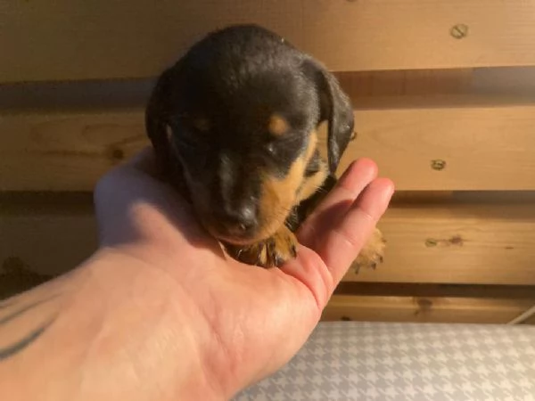 Sette cuccioli di bassotto nano tre femmine quattro maschi | Foto 4