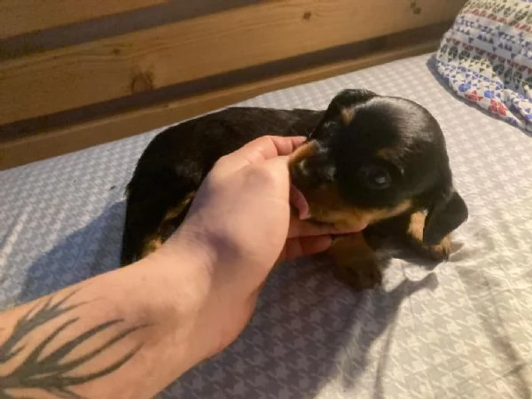 Sette cuccioli di bassotto nano tre femmine quattro maschi | Foto 3