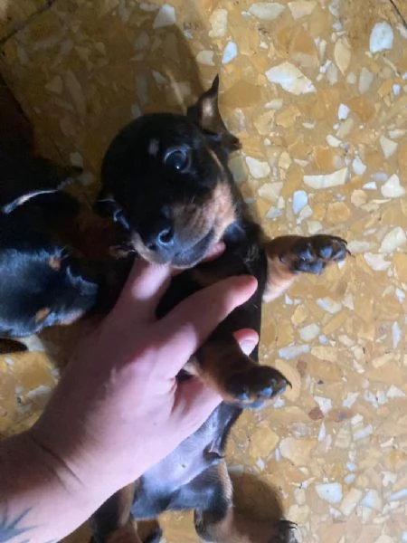 Sette cuccioli di bassotto nano tre femmine quattro maschi | Foto 2