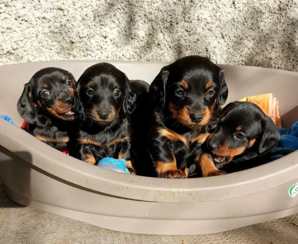 Sette cuccioli di bassotto nano tre femmine quattro maschi | Foto 1