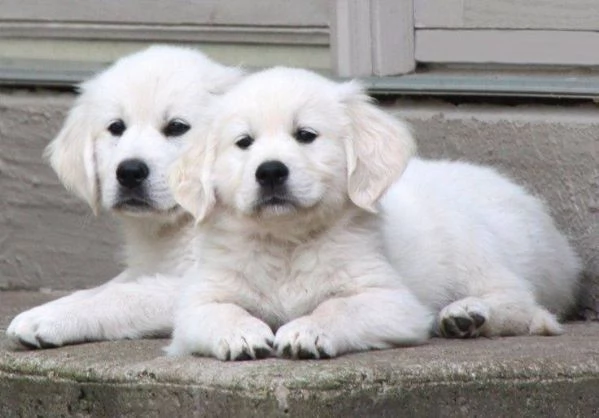 Disponibili cuccioli di Golden retriever | Foto 0