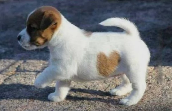REGALO JACK RUSSELL CUCCIOLI Sono disponibile due bellissime cuccioli jack russell  Alta genealogia