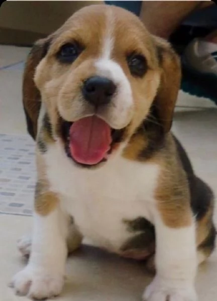 Regalo Beagle MERAVIGLIOSI cuccioli di Beagle ottima genealogia gia vaccinati sverminati e microch