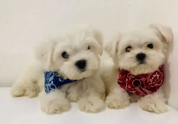 Maltese toy cuccioli | Foto 0
