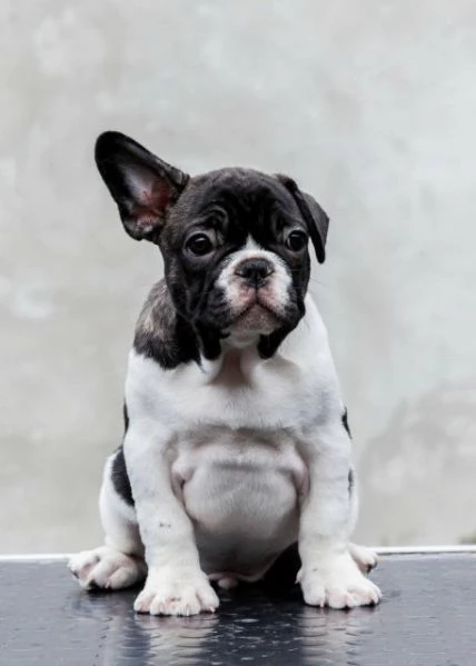 Bulldog francesi di altissima qualitagrave prenotazioni aperte