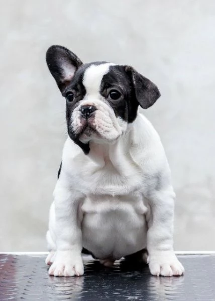 Bulldog francesi di altissima qualitagrave prenotazioni aperte | Foto 4