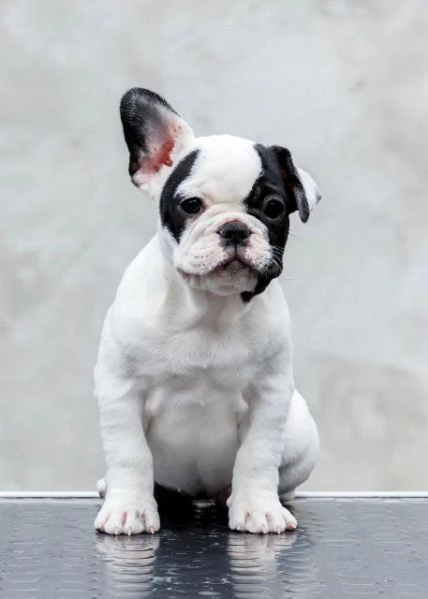 Bulldog francesi di altissima qualitagrave prenotazioni aperte | Foto 3
