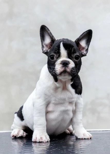 Bulldog francesi di altissima qualitagrave prenotazioni aperte | Foto 2