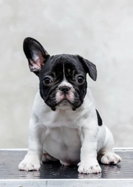Bulldog francesi di altissima qualitagrave prenotazioni aperte | Foto 1