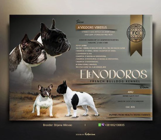 Bulldog francesi di altissima qualitagrave prenotazioni aperte | Foto 0