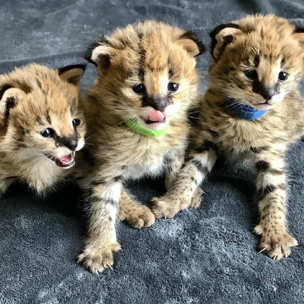 bellissimi gattini serval savana e caracal | Foto 6