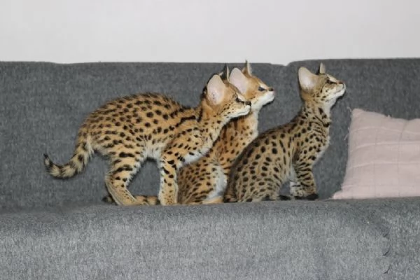 Bellissimi gattini Savannah F5