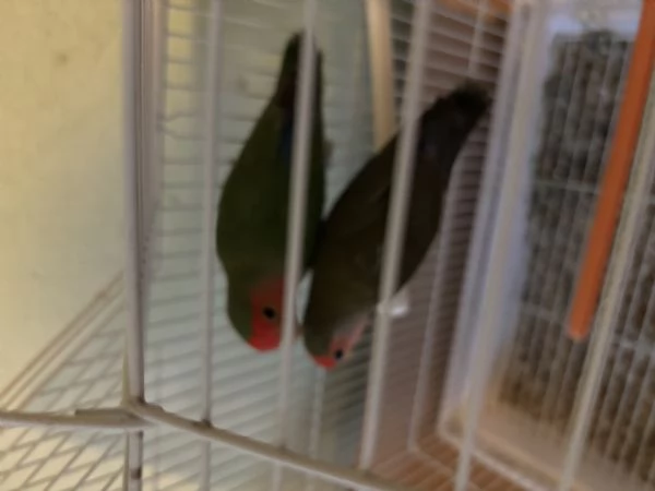 Inseparabili vendita | Foto 3