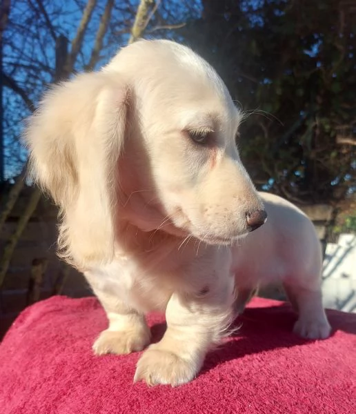 Bassottino nano pelo lungo | Foto 3