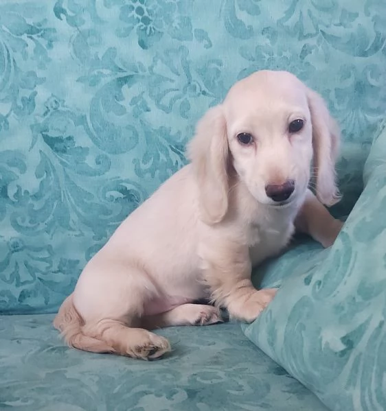 Bassottino nano pelo lungo | Foto 2