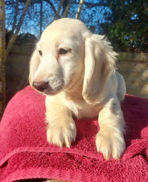 Bassottino nano pelo lungo | Foto 1