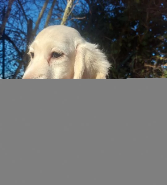 Bassottino nano pelo lungo