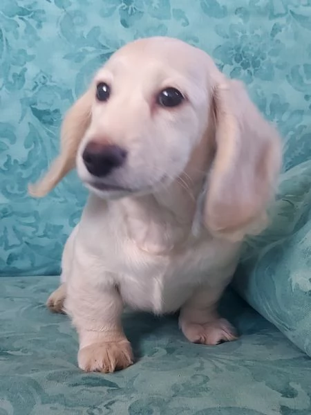 Bassottino nano pelo lungo | Foto 0