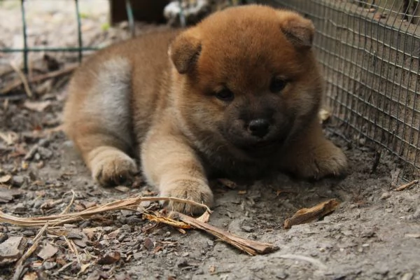Shiba cucciolo con pedigree