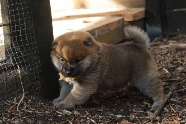 Shiba cucciolo con pedigree | Foto 4
