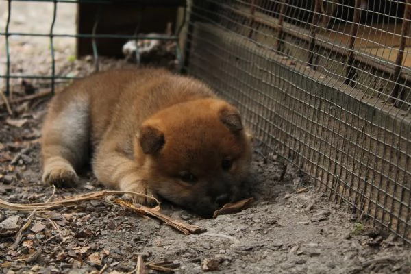 Shiba cucciolo con pedigree | Foto 3