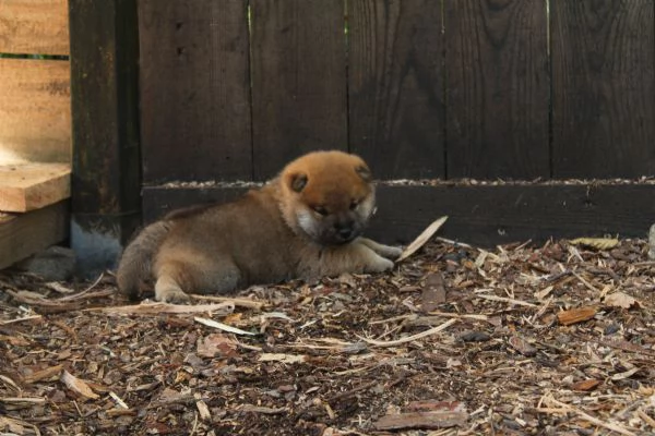 Shiba cucciolo con pedigree | Foto 2
