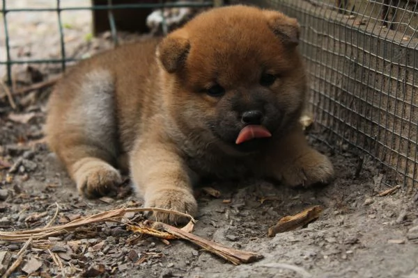 Shiba cucciolo con pedigree | Foto 1
