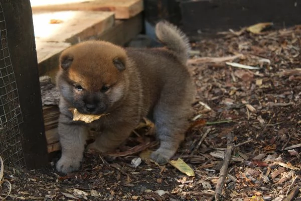 Shiba cucciolo con pedigree | Foto 0