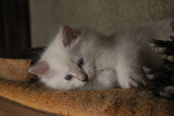 Ragdoll cuccioli con pedigree  | Foto 5