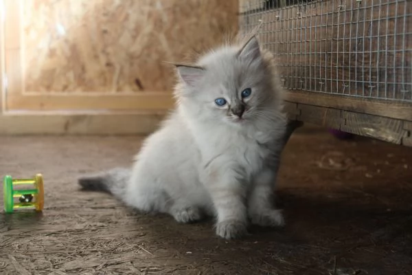 Ragdoll cuccioli con pedigree 