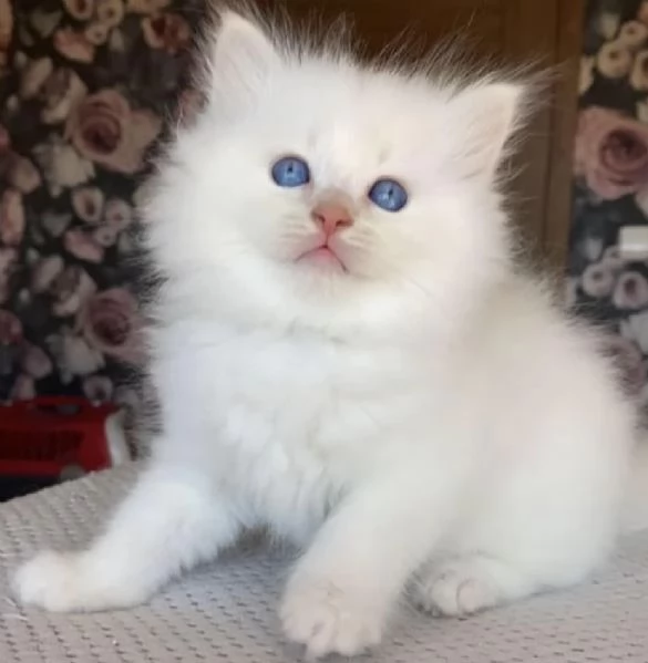 Ragdoll cuccioli con pedigree  | Foto 4