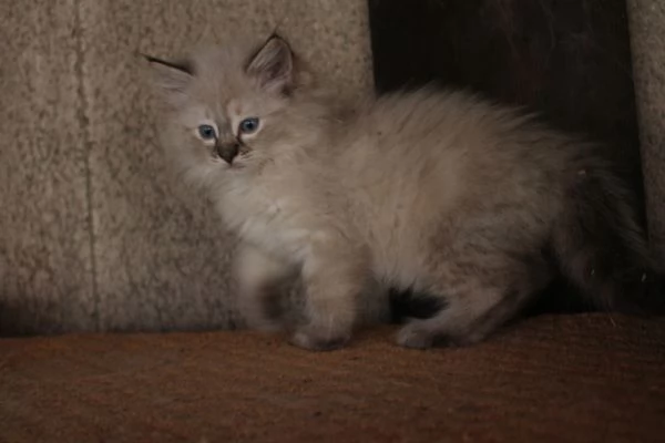 Ragdoll cuccioli con pedigree  | Foto 3